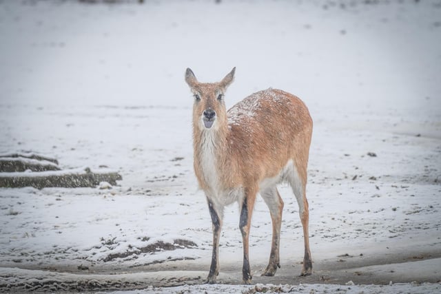 This Red Lechwe made the best of the snow day in Yorkshire.