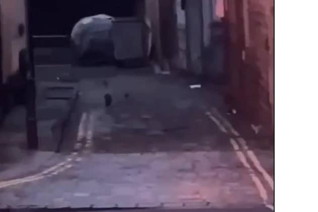 A screenshot from the gruesome video filmed in Halifax town centre of a group of rats
