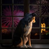 A dog and with fireworks going off in the background. PIC: Alamy/PA
