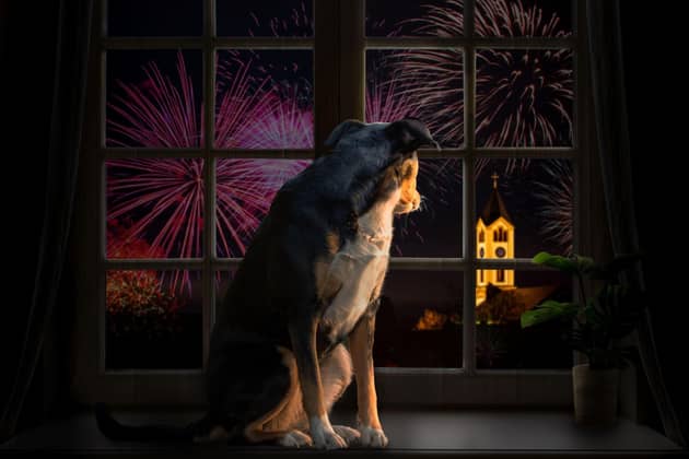 A dog and with fireworks going off in the background. PIC: Alamy/PA