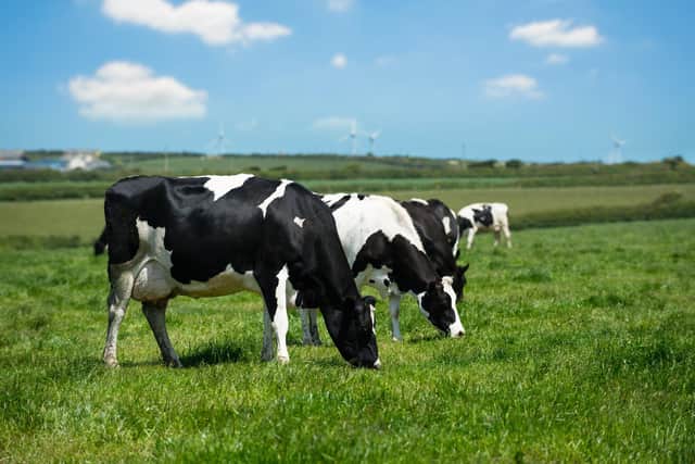 A Yorkshire vet with a dairy farming background has been researching the possibility of Net Zero within the sector - and his report makes for interesting reading.
