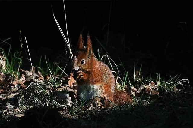 A new project to introduce a small breeding group of native Red Squirrels at The Yorkshire Arboretum