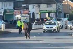 A screengrab of the video of the cow posted by Sheffield Online
