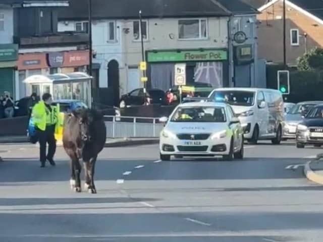 A screengrab of the video of the cow posted by Sheffield Online