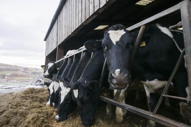 The dairy herd at Shroggs Farm in Luddenden Foot, Halifax.