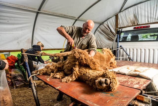 Professional alpaca shearer Jonathan is able to turn the Alpaca on it's side to work quickly and efficiently to remove the wool without stressing the animal and whole process takes around 20 minutes. Picture By Yorkshire Post Photographer,  James Hardisty.