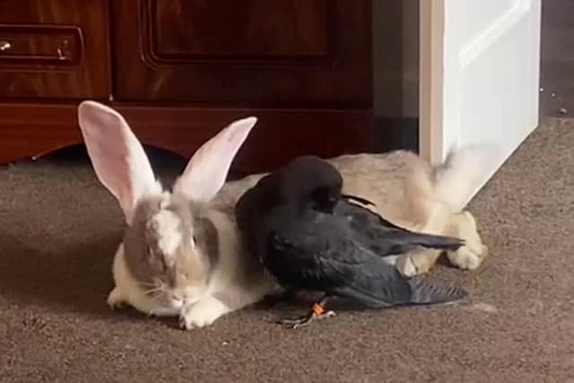 Jake the crow with a bunny