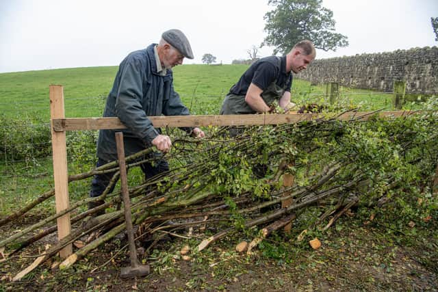Derrick Slater mentors Charlie Britton ready for the Yorkshire Hedgelaying Championships