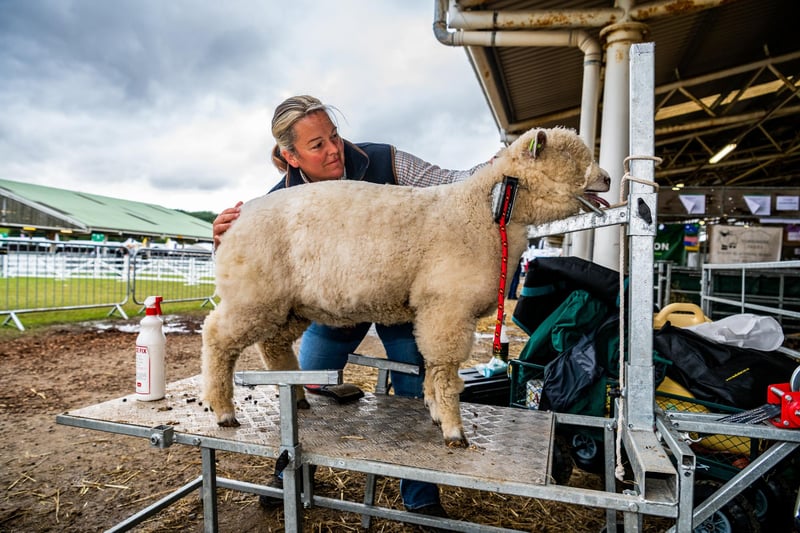 Janna Falshaw, of Masham, preparing her Ryeland sheep for showing.