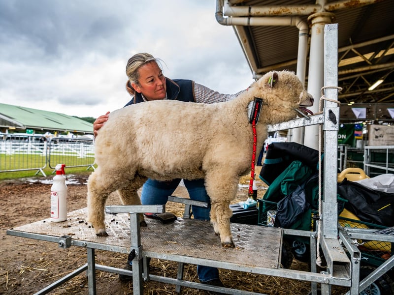 Janna Falshaw, of Masham, preparing her Ryeland sheep for showing.