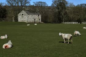 Sheep graze in a field near Aysgarth in the Yorkshire Dales. The National Sheep Association has called upon the public and the government to Back British as, after a complex summer, farmers struggle with costs amid issues of more and more food being imported.
Picture : Jonathan Gawthorpe
