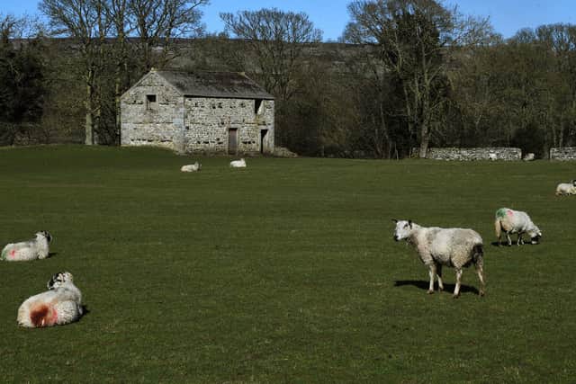 Sheep graze in a field near Aysgarth in the Yorkshire Dales. The National Sheep Association has called upon the public and the government to Back British as, after a complex summer, farmers struggle with costs amid issues of more and more food being imported.
Picture : Jonathan Gawthorpe