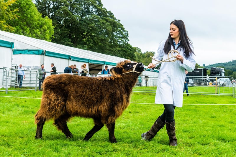 Ebony Barton, of Ripon, showing a young Highland Calf in the Young Farmers class