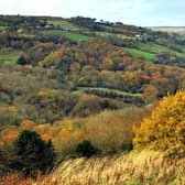 Autumn colours on the trees  above Littlebeck on the North York Moors. (Pic credit: Gary Longbottom)