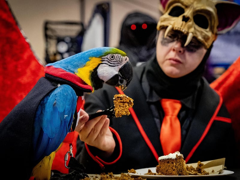 Whitby Goth Weekend 28th October, 2023. Kaley Frost with Quickler the parrot eating carrot cake, from Great Yarmouth
