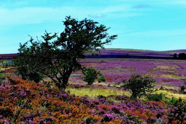 Purple heather on Spaunton Moor on the North York Moors above Hutton le Hole. (Pic credit: Gary Longbottom)