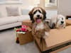 Moving home? Our top tips for a stress-free house move for pets in North Yorkshire