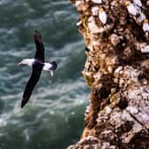 Black Browed Albatross at RSPB Bempton Cliffs. (Pic credit: James Hardisty)