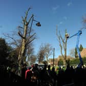 Protests against tree-felling in Sheffield in 2018. PIC: Scott Merrylees