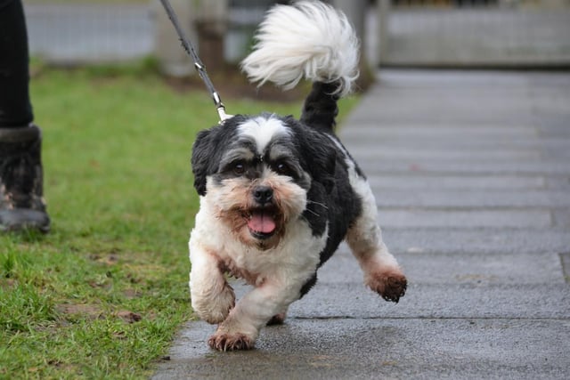 Male - Lhasa Apso - aged 5-7. Buddy needs a quiet home and likes his own space.