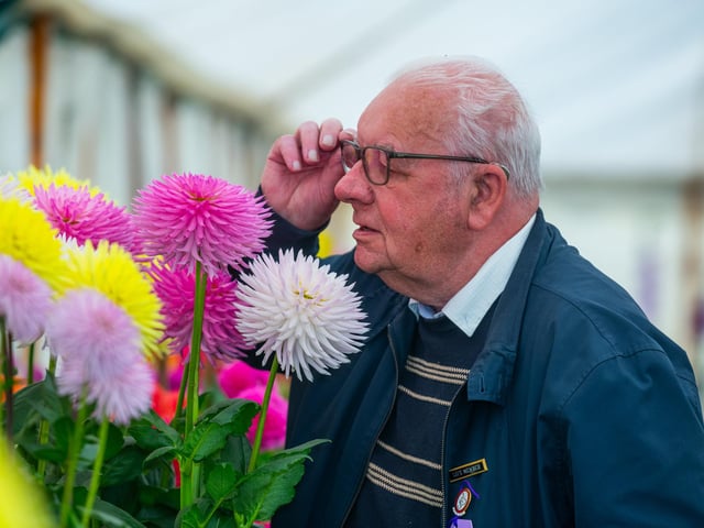 Pictured John Oxtley of Keighley a National Dahlia judge inspecting one of the many flowering Dahlias on show. Picture: James Hardisty. Date: 5th September 2026.