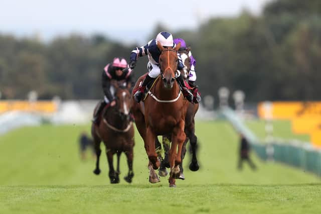 Ready for battle: Malton trainer Brian Ellison sends Salsada, above, to Kelso today for the two-mile bet365 Morebattle Hurdle – a week after the handler won the Eider at Newcastle with Anglers Crag. (Photo by David Davies - Pool/Getty Images)