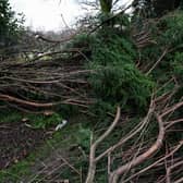 Trees fallen in winds during a storm. (Pic credit: Kelvin Stuttard)