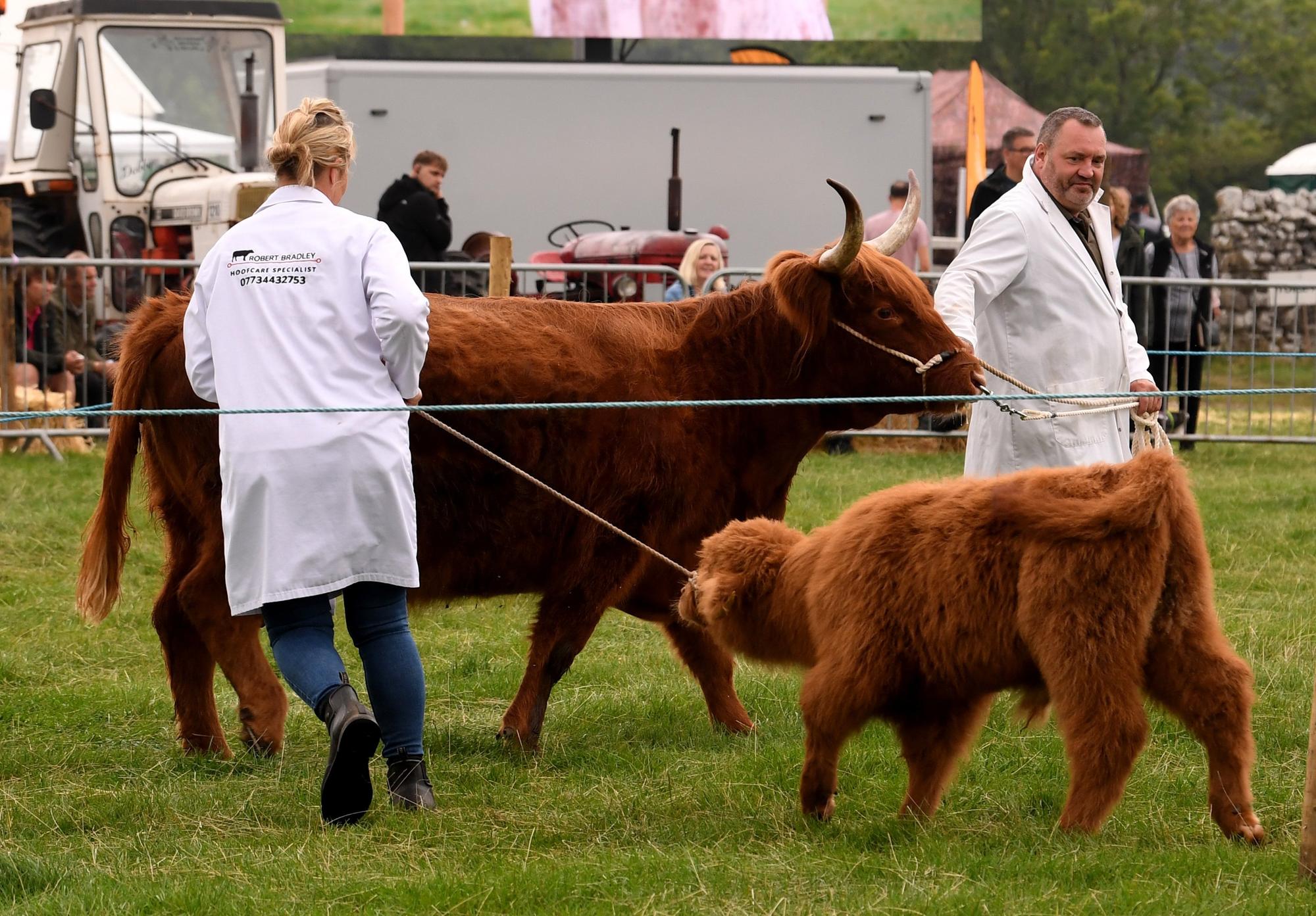 Judging of the Highland Cattle at the show
