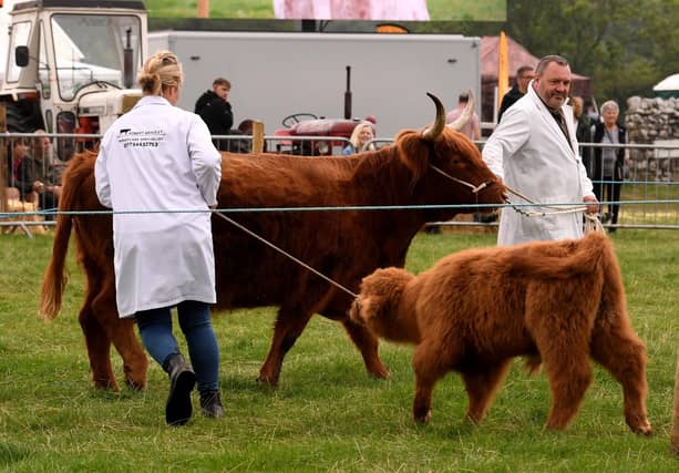 Judging of the Highland Cattle at the show
