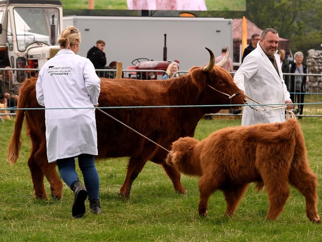 Judging of the Highland Cattle at the show