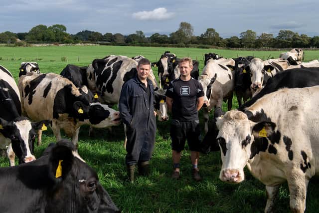 Richard, and James Pratt amongst their herd at Studdah Farm, Bellerby, Leyburn.