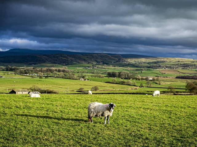 A swaledale sheep on the hills near Clapham Station in the Yorkshire Dales National Park. Picture Tony Johnson