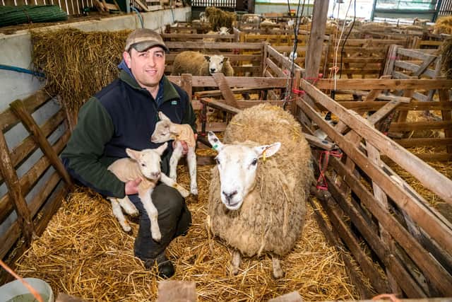 Ian Wilson, of Searchlight Farm, Nunthorpe near Stokesley, with two of their new born lambs, from their 542 lambing Ewes