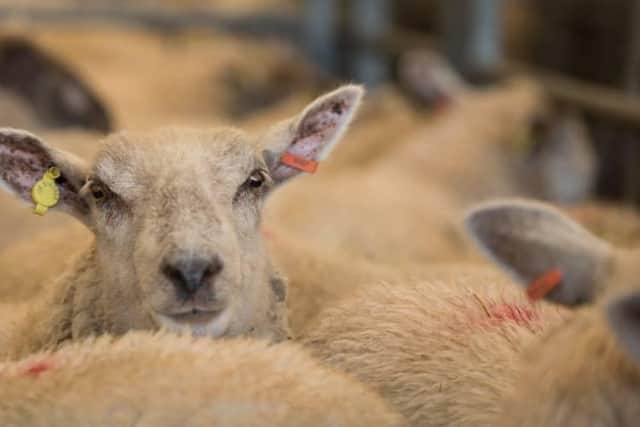 The National Sheep Association (NSA) is calling on the Government to provide meaningful support to aid the survival of small and medium sized businesses relating to farming and food.
