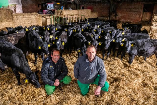 Farmers and brothers Ian and Keith Thompson, of Scurf Dyke Farm, Hutton Cranswick, Driffield, with a few of the young Wagyu cattle calves