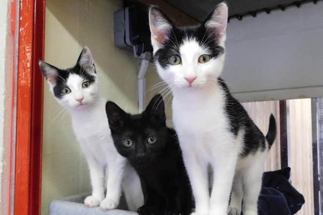 Three cats who were rehomed at RSPCA York, Harrogate and District branch. (Pic credit: RSPCA)