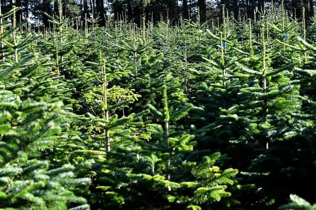 Some of the hundreds of Christmas Trees at York Christmas Trees on Wigginton Road, York. (Pic credit: Gary Longbottom)