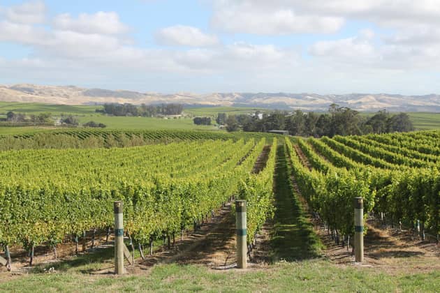 New Zealand vineyards – where even mid-strength wines taste good