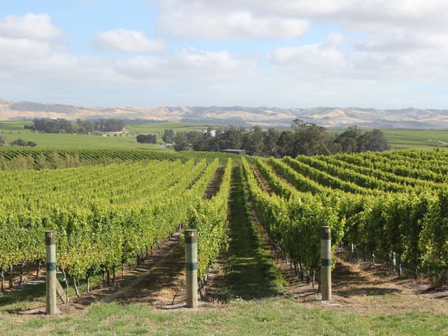 New Zealand vineyards – where even mid-strength wines taste good