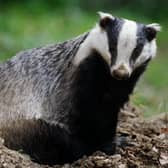 Close-up of a European badger also called Eurasian badger (Mele meles).