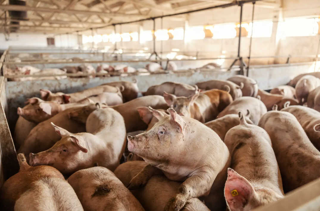 Abattoirs face ban on gas which causes 'unnecessary' pain and distress to pigs