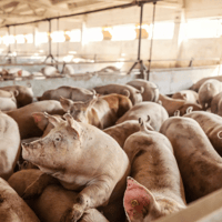 Abattoirs face ban on gas which causes 'unnecessary' pain and distress to pigs in abattoirs