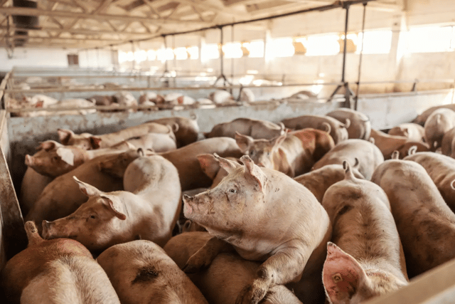 AdobeStock: Pigs on a farm