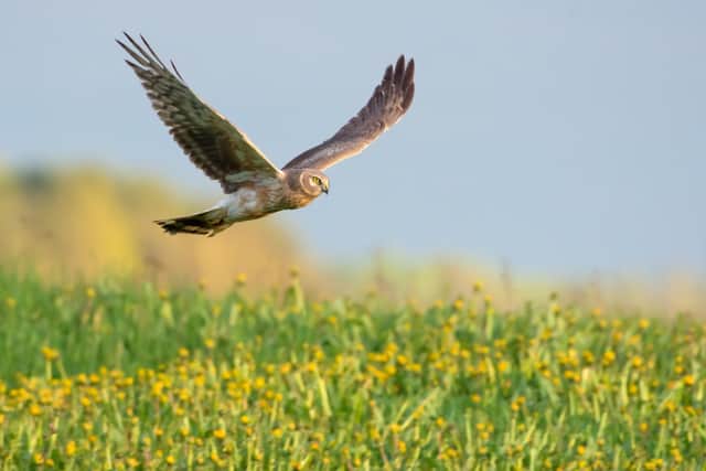 A trial set up to help rebuild the population of the endangered Hen Harrier in England has reared and released 24 chicks this year, almost double last year’s record high of 13.