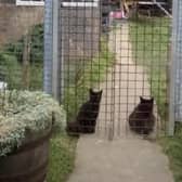 Cats behind the fence of a cat breeding facility proposed in the back garden of a home in Western Road, Goole, East Riding of Yorkshire.