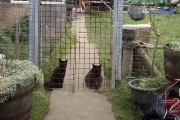 Cats behind the fence of a cat breeding facility proposed in the back garden of a home in Western Road, Goole, East Riding of Yorkshire.