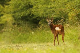 The number of deer in the country is at its highest for 1,000 years. The government has consulted on ways to manage numbers and has introduced an assurance quality scheme to encourage consumer confidence in venison.