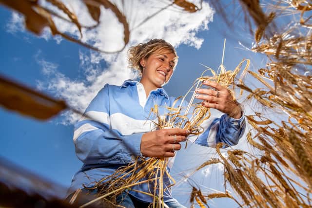 CountryPost - Farmers Nick Huges with his girlfriend Sarah Roberts, of Silverhill Farm, near Aberford. The family farms arable and cattle along with their show herd of Limousins. Pictured Farmer Sarah Roberts checking the condition of a field of Winter Barley. Picture: James Hardisty. Date: 2nd July 2026.