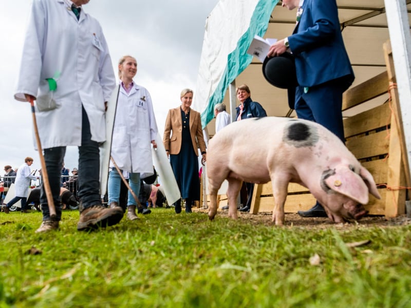 The pig classes