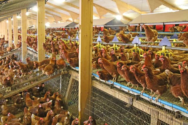 A chicken farm could be built in Hambleton
